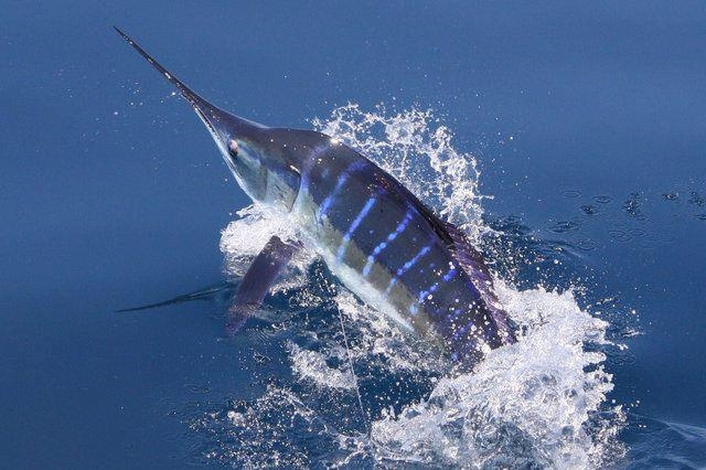  Sailfish 